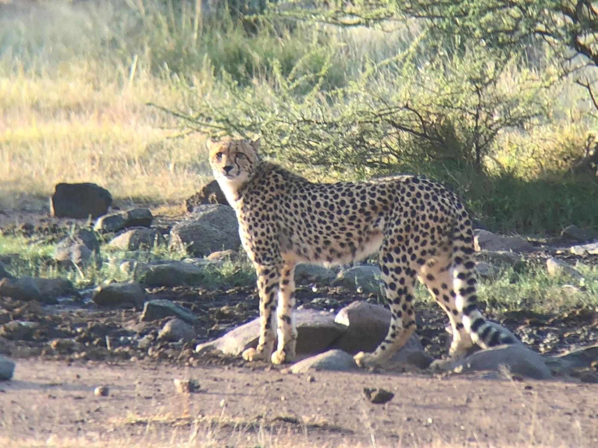 Pangolin Game Lodge - Self Catering, Incl 2 Game Drives Per Day Matlhagame 外观 照片