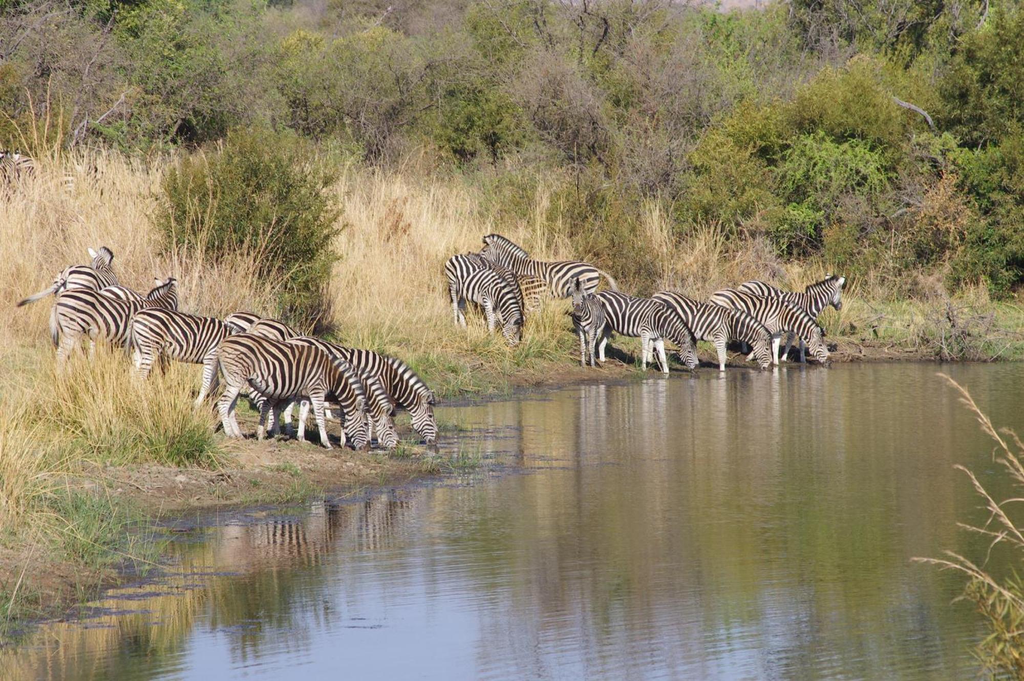 Pangolin Game Lodge - Self Catering, Incl 2 Game Drives Per Day Matlhagame 外观 照片