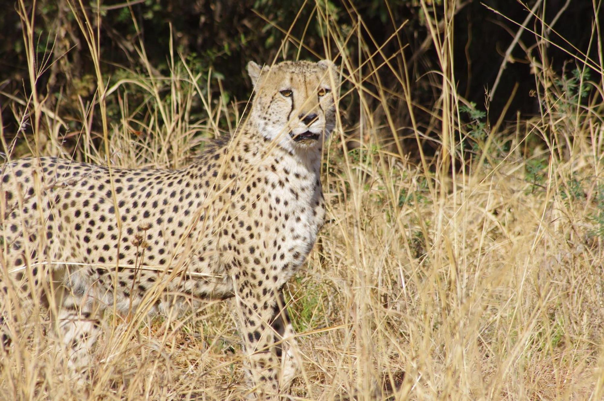 Pangolin Game Lodge - Self Catering, Incl 2 Game Drives Per Day Matlhagame 外观 照片