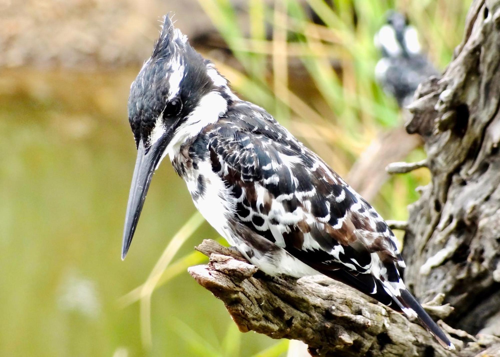 Pangolin Game Lodge - Self Catering, Incl 2 Game Drives Per Day Matlhagame 外观 照片