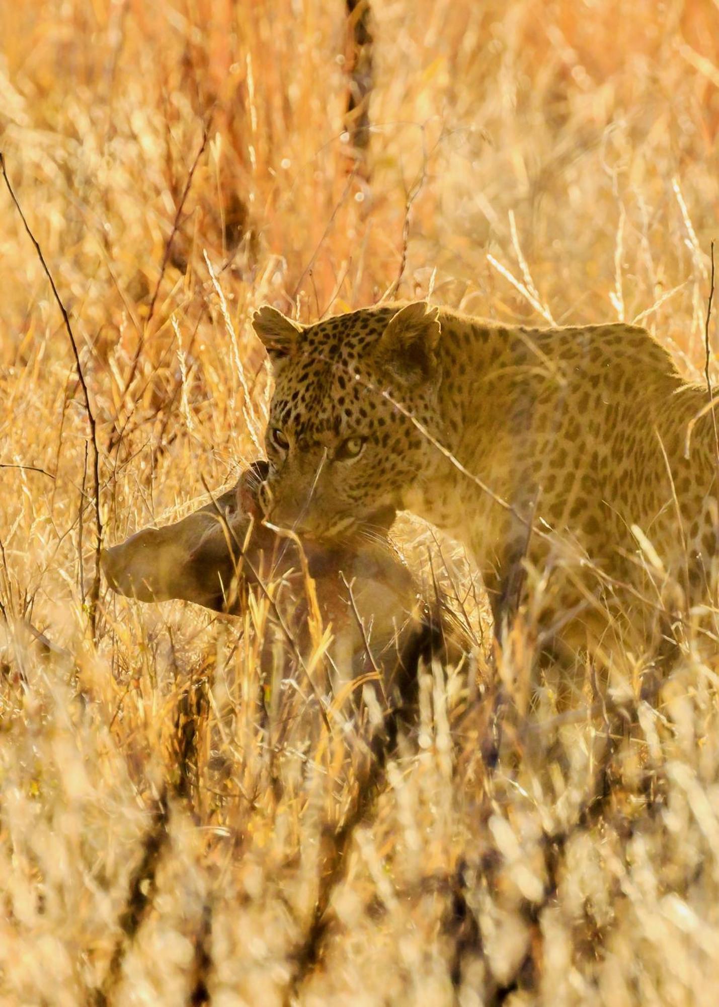 Pangolin Game Lodge - Self Catering, Incl 2 Game Drives Per Day Matlhagame 外观 照片