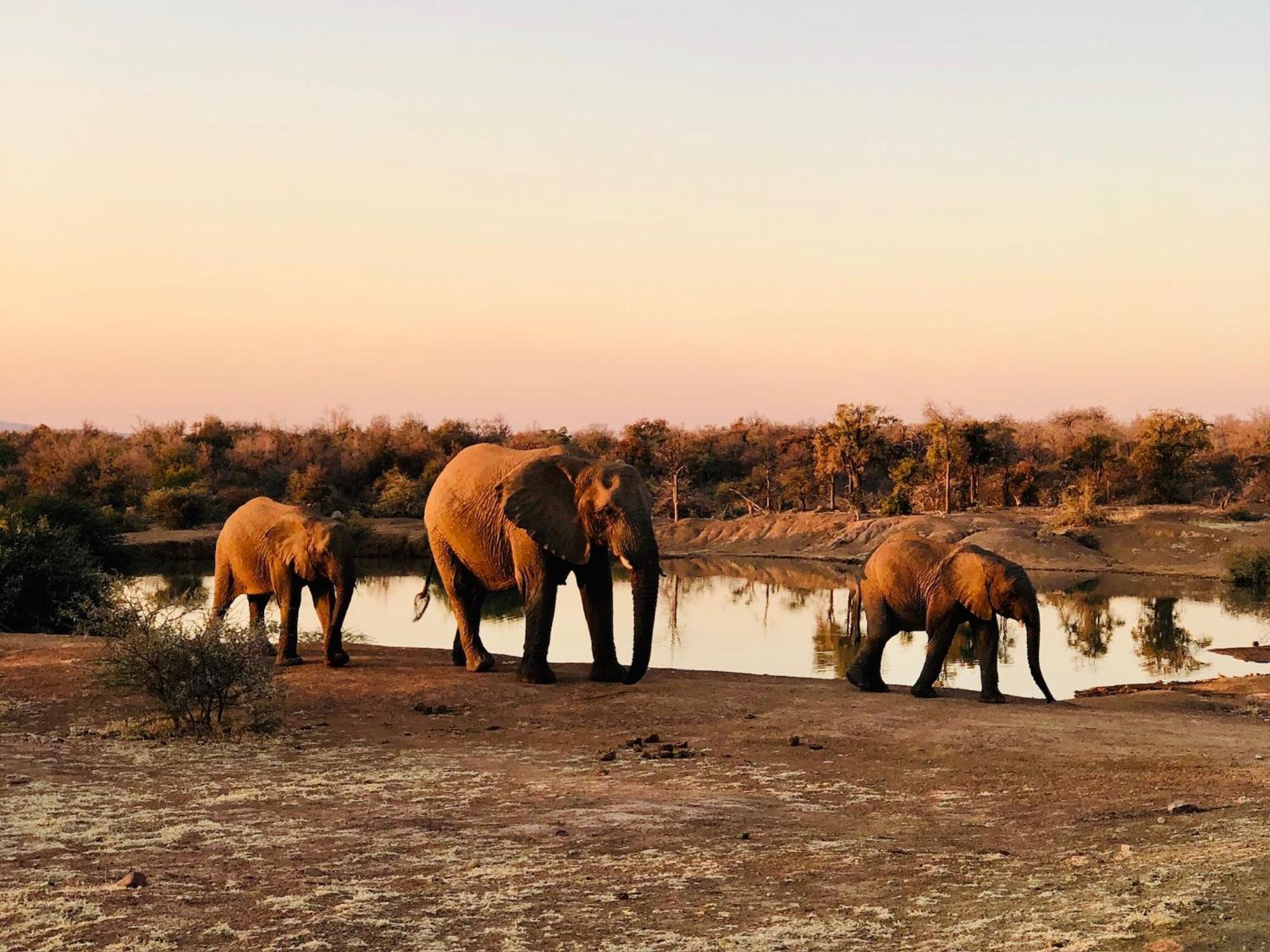 Pangolin Game Lodge - Self Catering, Incl 2 Game Drives Per Day Matlhagame 外观 照片
