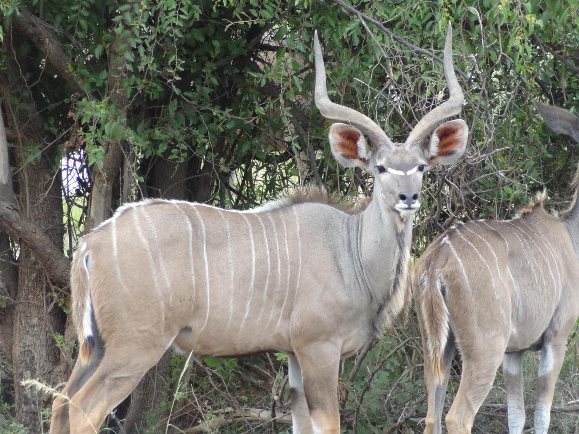 Pangolin Game Lodge - Self Catering, Incl 2 Game Drives Per Day Matlhagame 外观 照片
