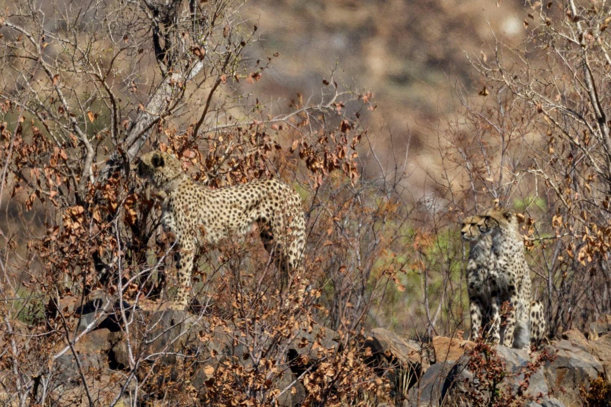 Pangolin Game Lodge - Self Catering, Incl 2 Game Drives Per Day Matlhagame 外观 照片