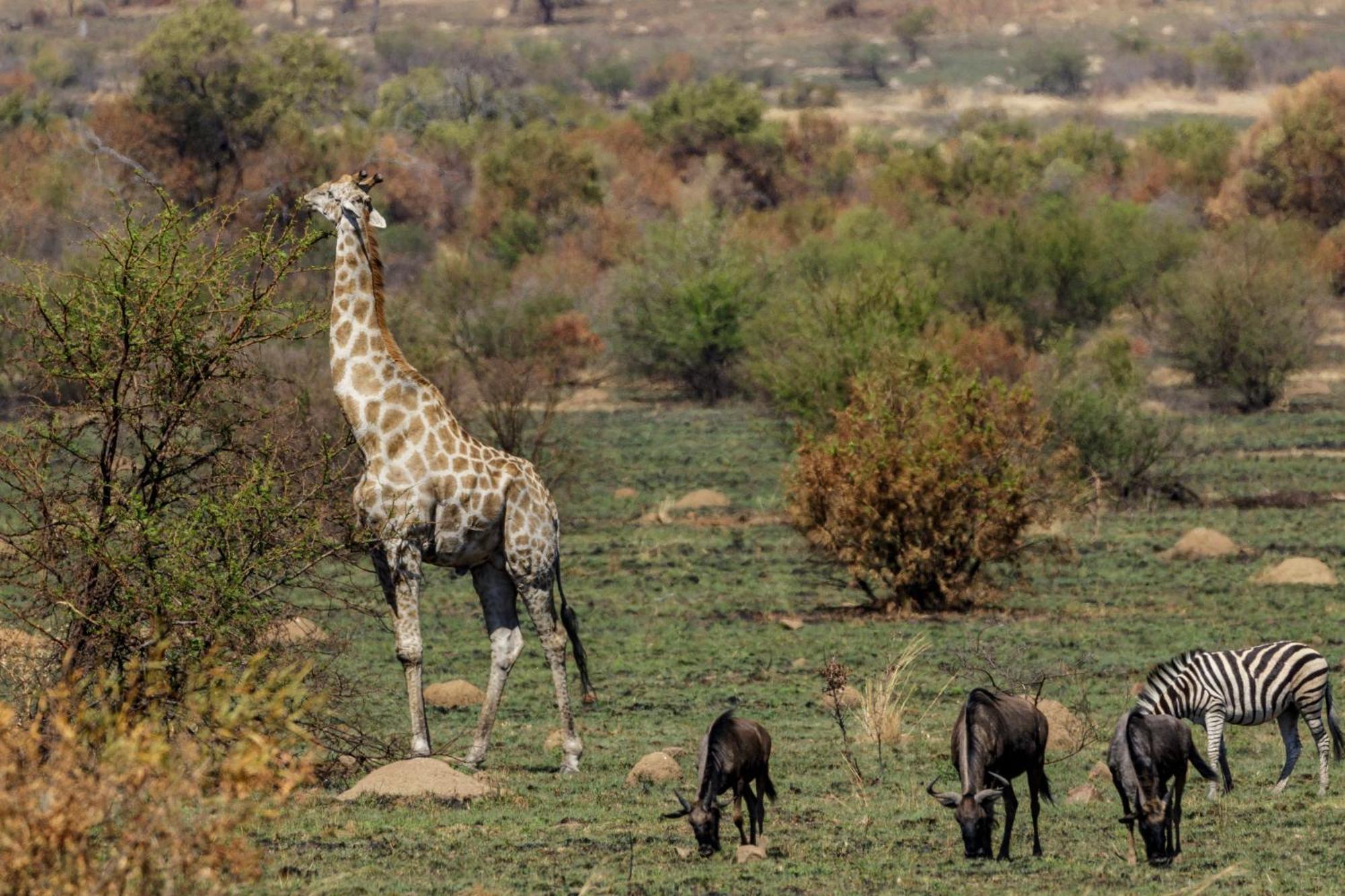 Pangolin Game Lodge - Self Catering, Incl 2 Game Drives Per Day Matlhagame 外观 照片