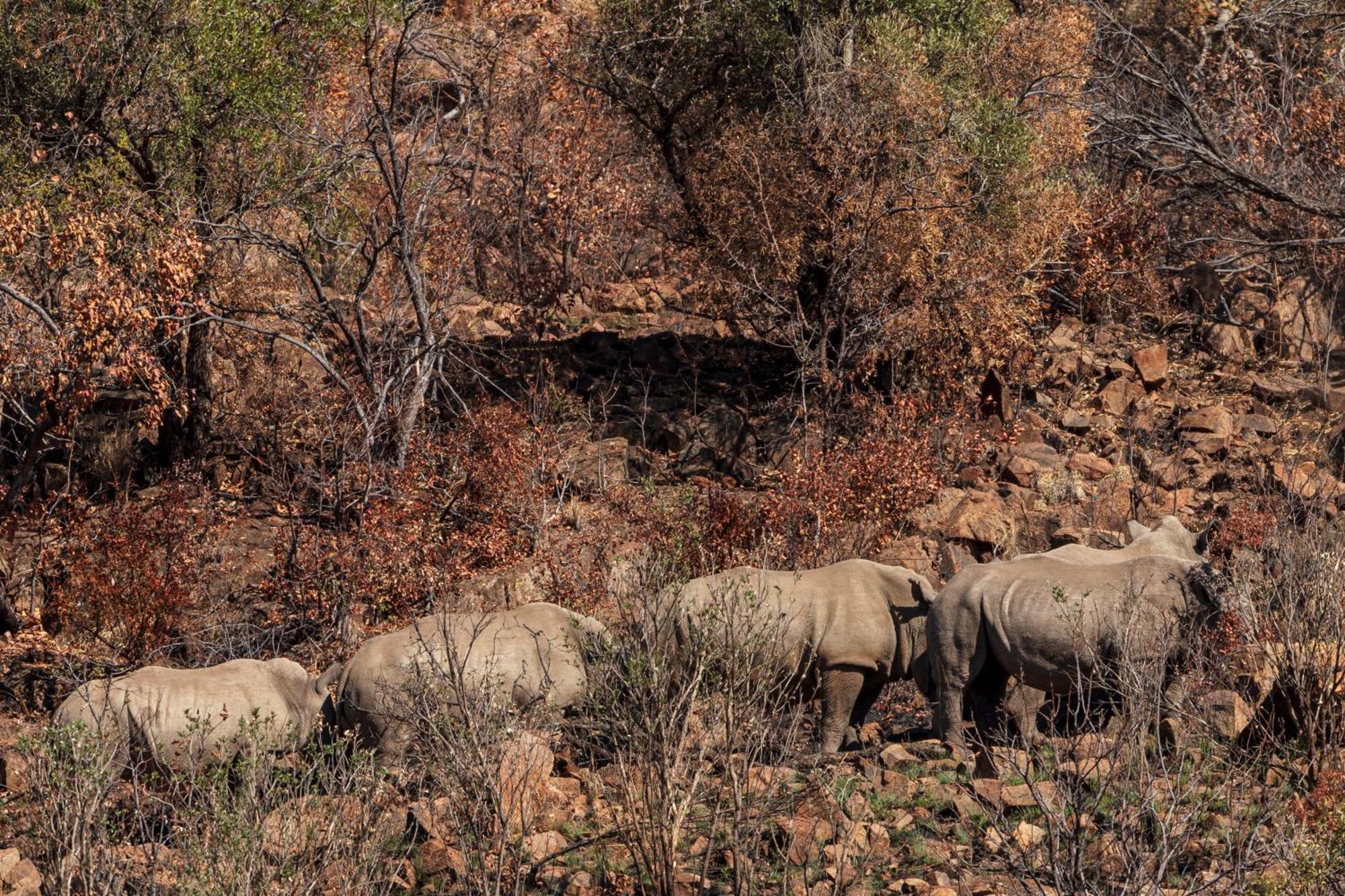 Pangolin Game Lodge - Self Catering, Incl 2 Game Drives Per Day Matlhagame 外观 照片