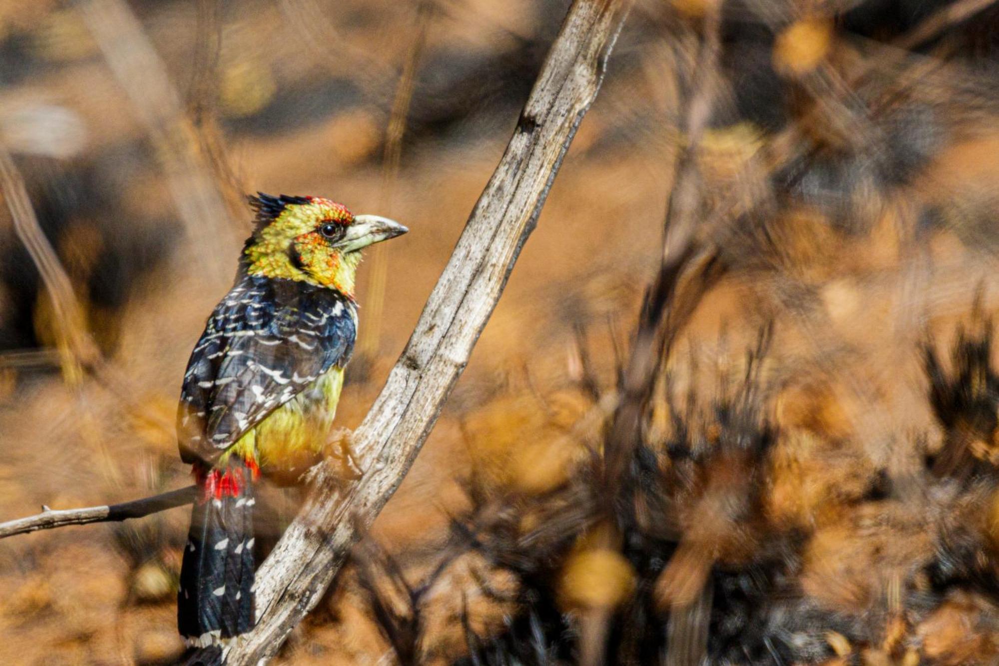 Pangolin Game Lodge - Self Catering, Incl 2 Game Drives Per Day Matlhagame 外观 照片